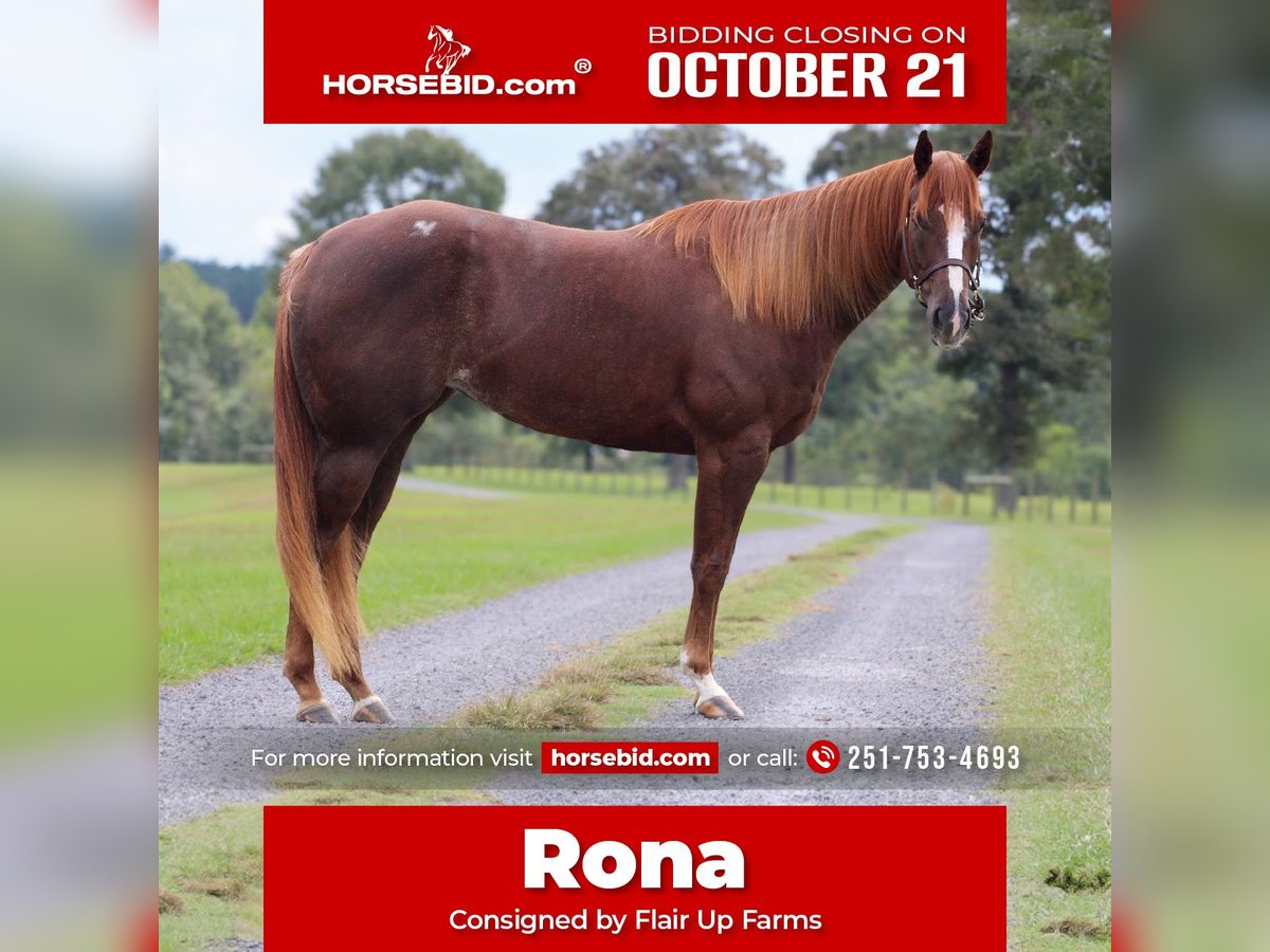 American Quarter Horse Giumenta 4 Anni 152 cm Sauro ciliegia in Lucedale, MS