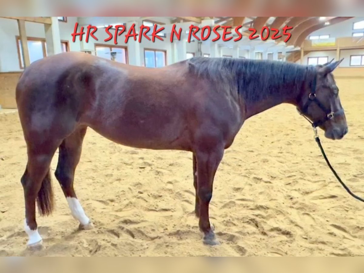 American Quarter Horse Giumenta 4 Anni 152 cm Sauro scuro in Weitendorf