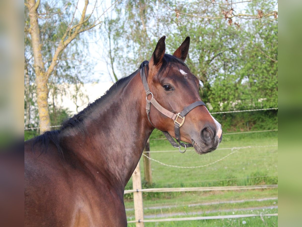 American Quarter Horse Giumenta 4 Anni 153 cm Baio in Bergkamen