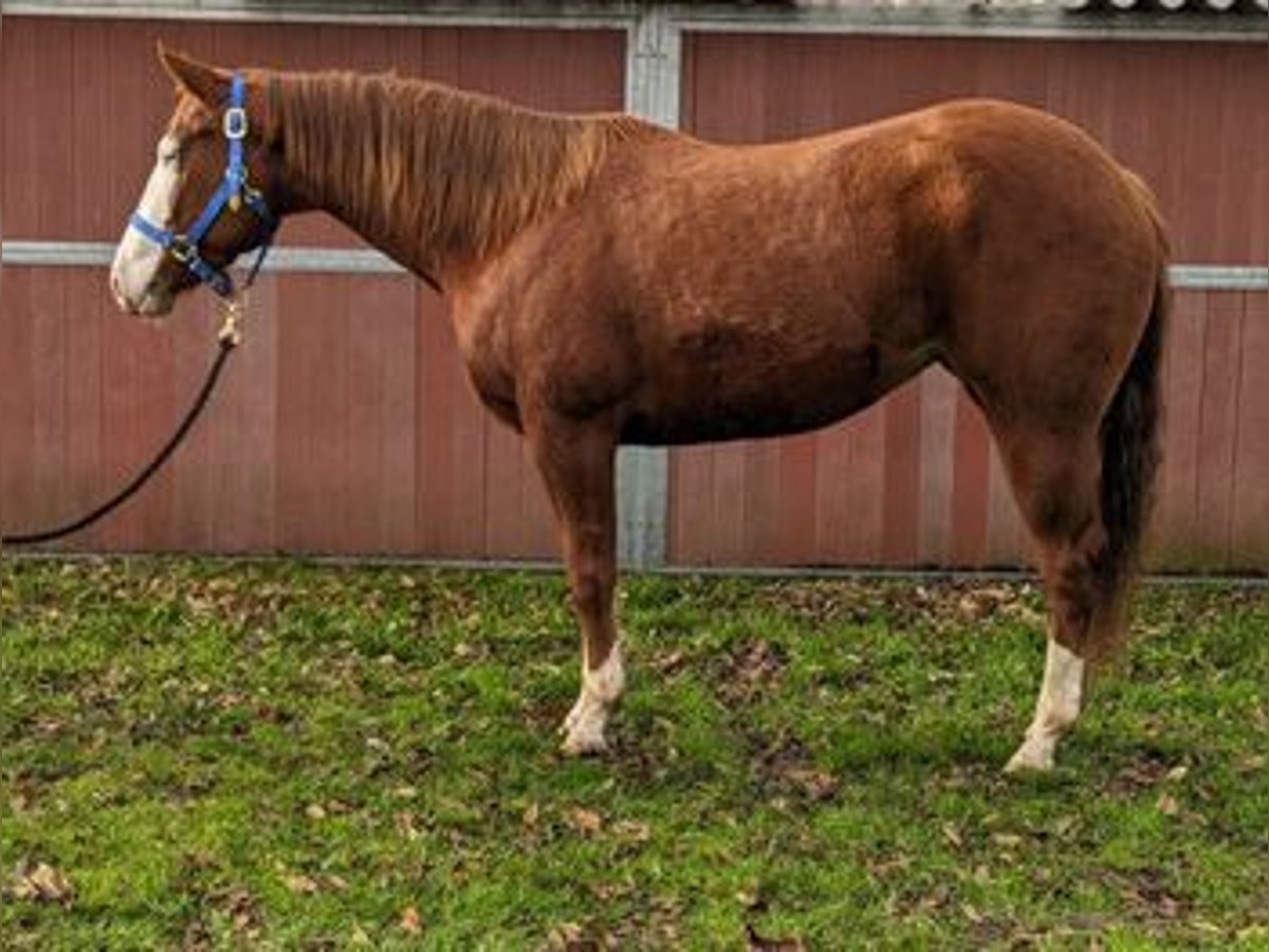 American Quarter Horse Giumenta 4 Anni 153 cm Sauro in Bergkamen