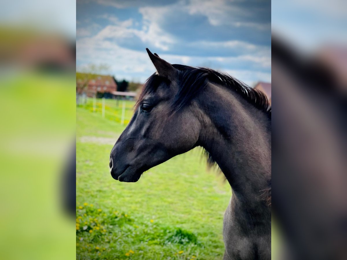 American Quarter Horse Giumenta 4 Anni 155 cm Grullo in J&#xFC;terbog