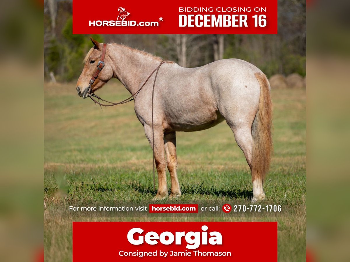 American Quarter Horse Mix Giumenta 4 Anni 155 cm Roano rosso in Auburn