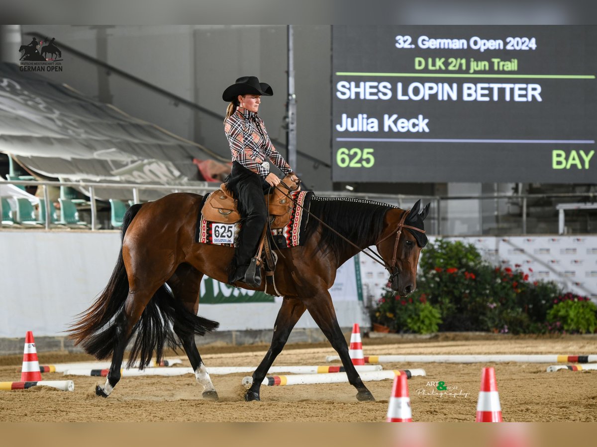 American Quarter Horse Giumenta 4 Anni 160 cm Baio in Schlüsselfeld