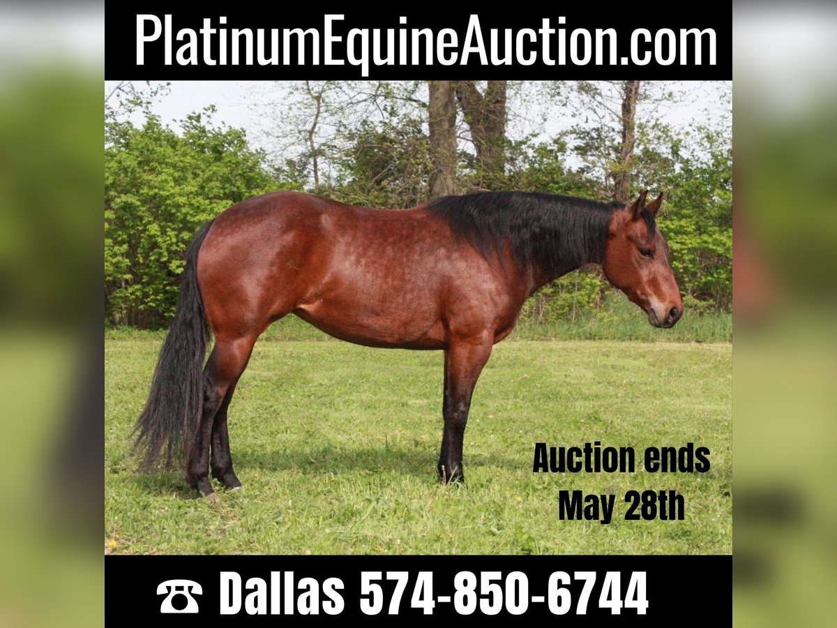 American Quarter Horse Giumenta 5 Anni 145 cm Baio ciliegia in North Judson IN