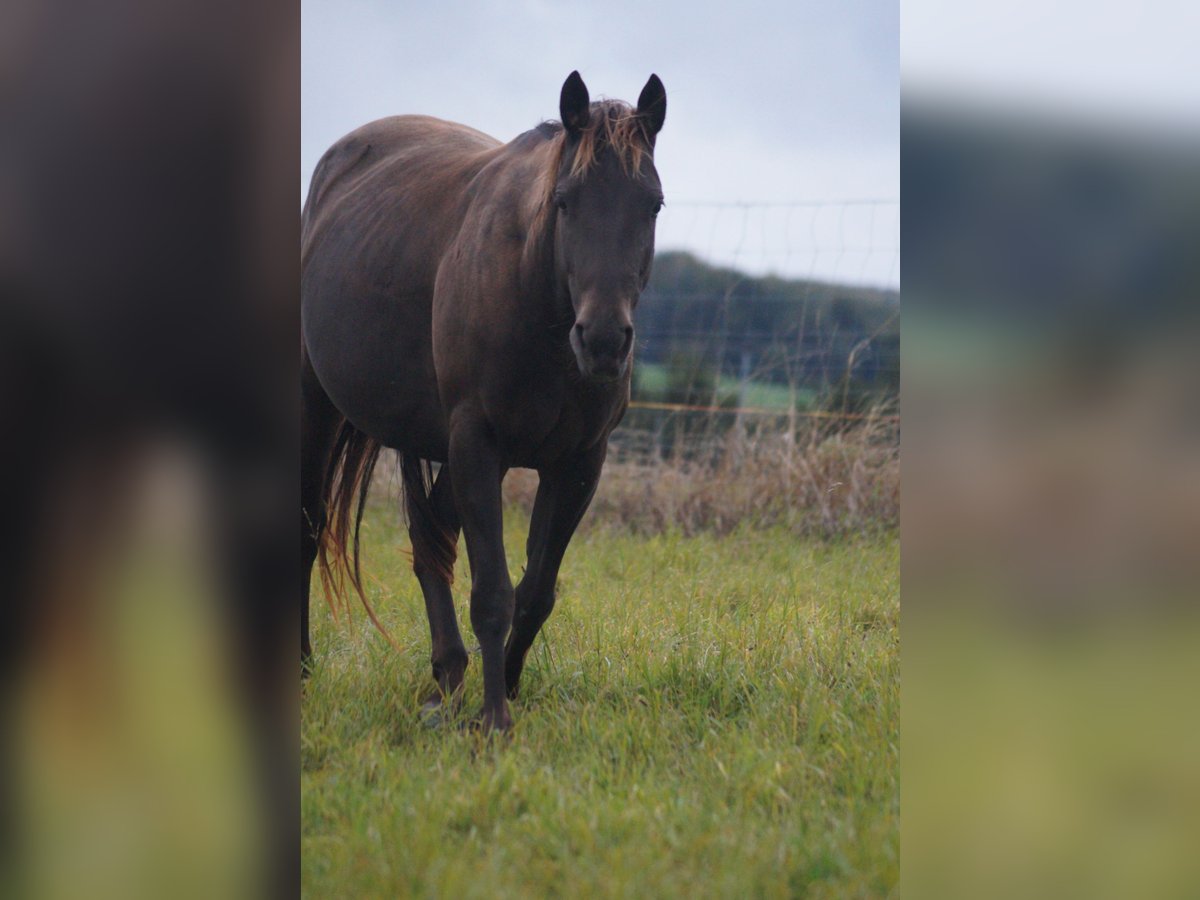 American Quarter Horse Giumenta 5 Anni 146 cm Pelle di daino in Mansfeld