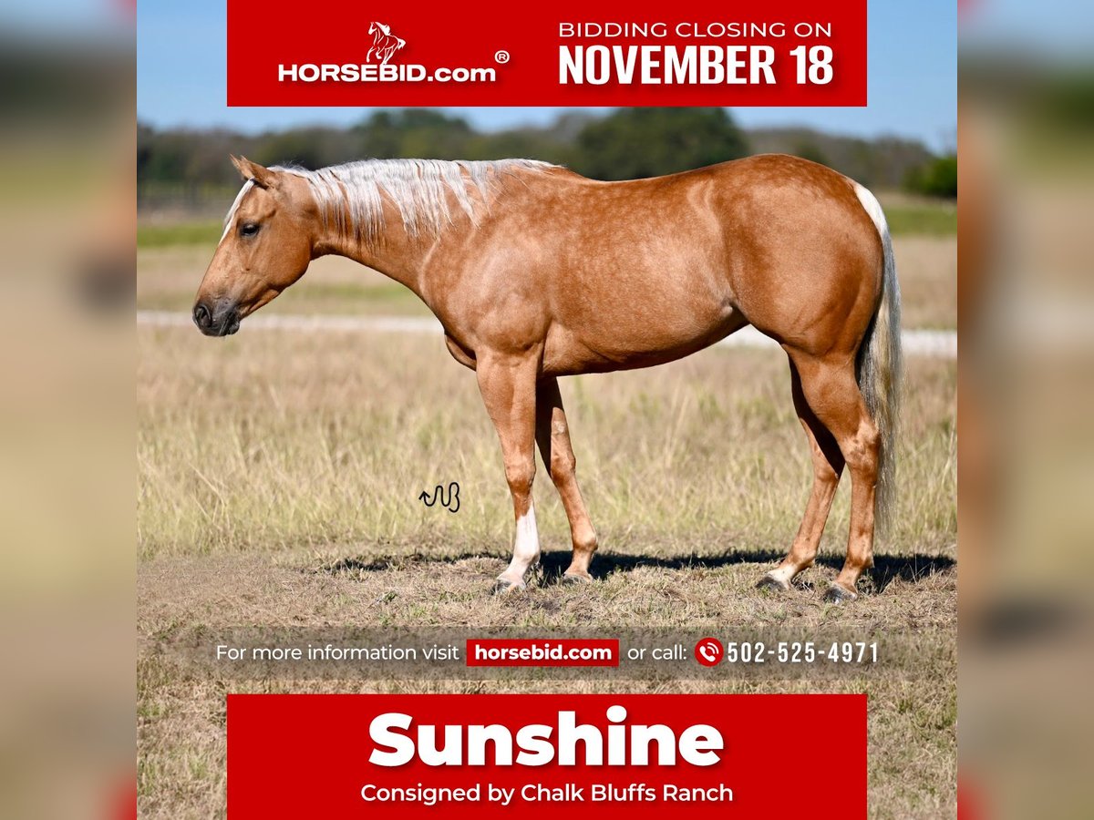 American Quarter Horse Giumenta 5 Anni 147 cm Palomino in Waco