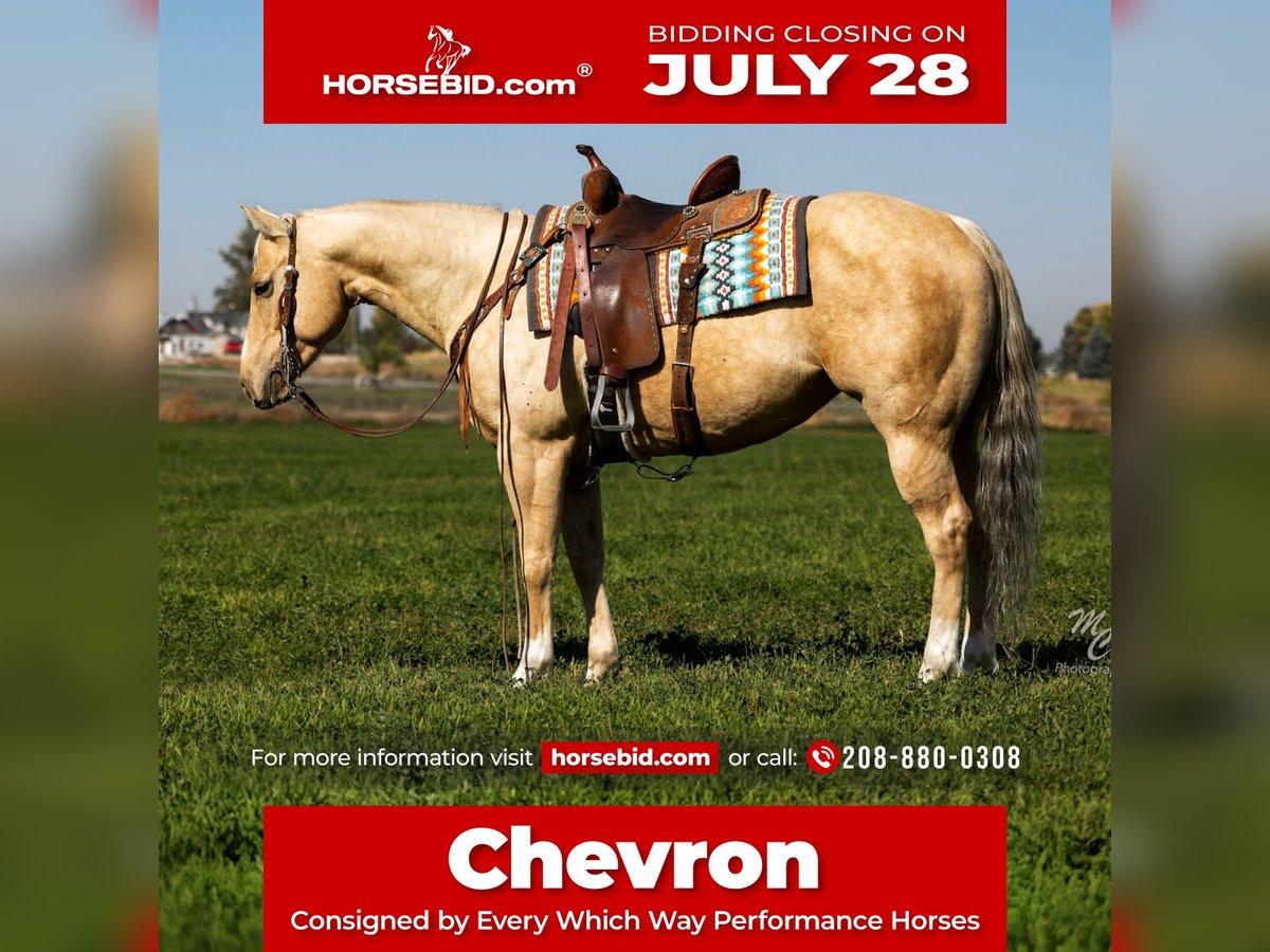 American Quarter Horse Giumenta 5 Anni 147 cm Palomino in Wendell