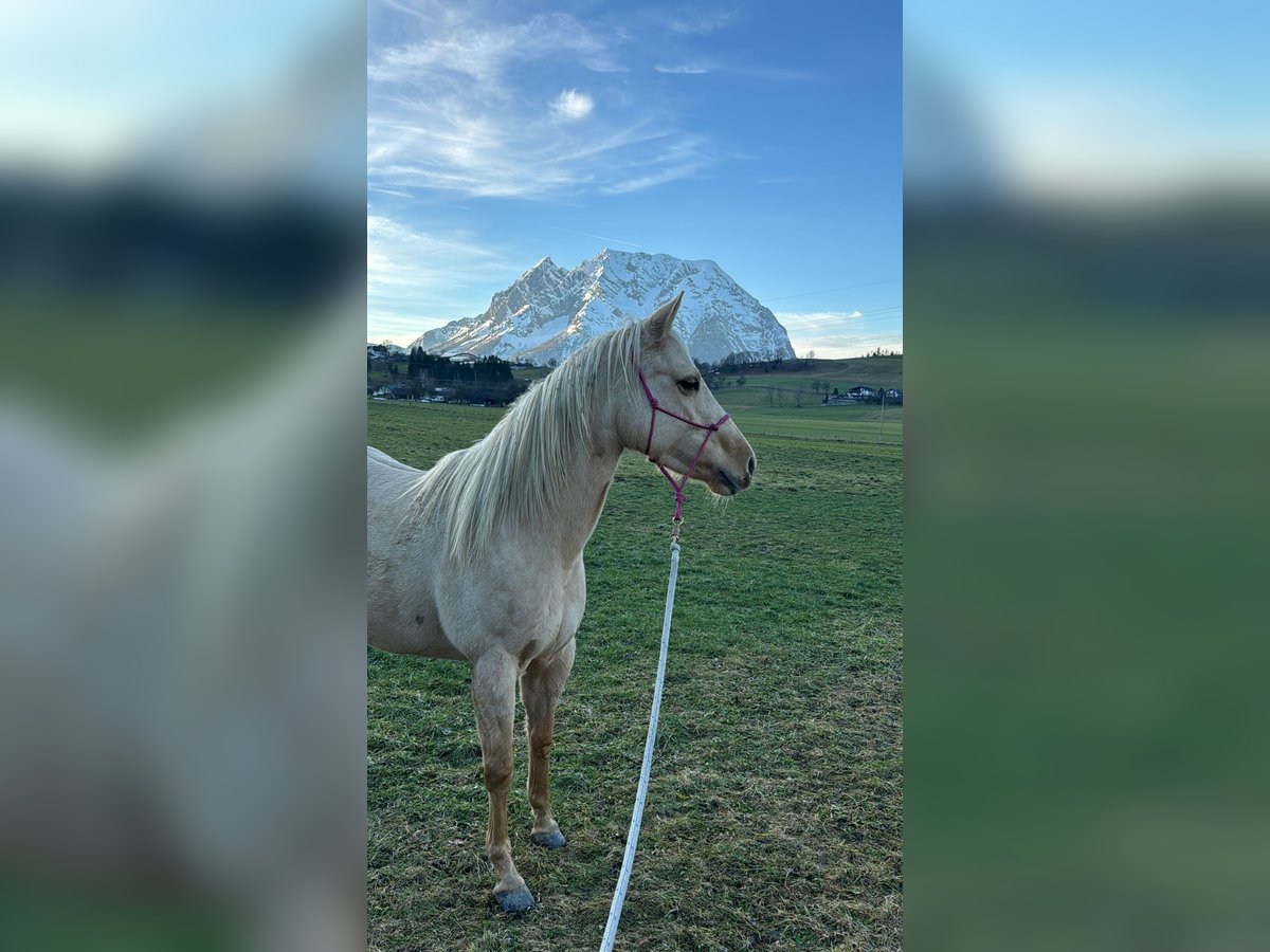 American Quarter Horse Giumenta 5 Anni 148 cm Palomino in Ottenschlag