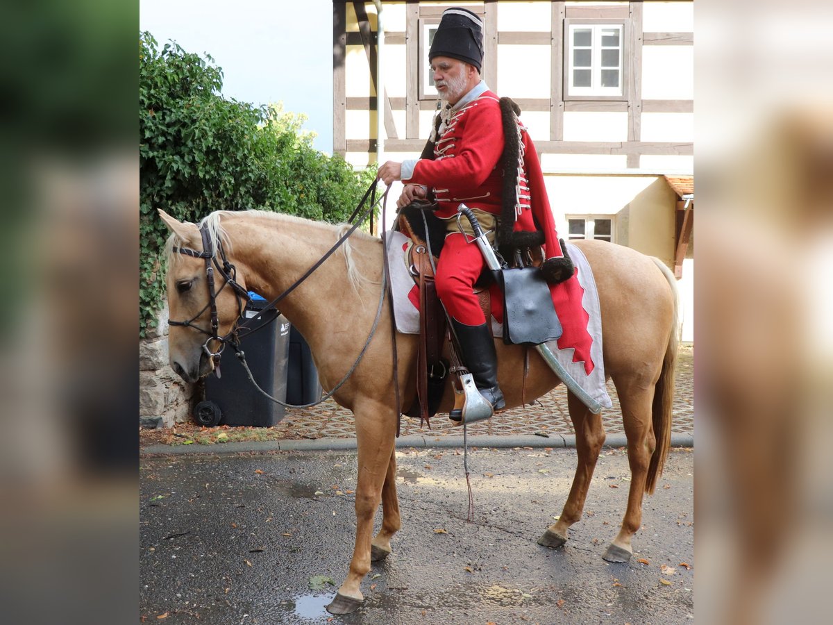 American Quarter Horse Giumenta 5 Anni 149 cm Palomino in M&#xFC;glitztal
