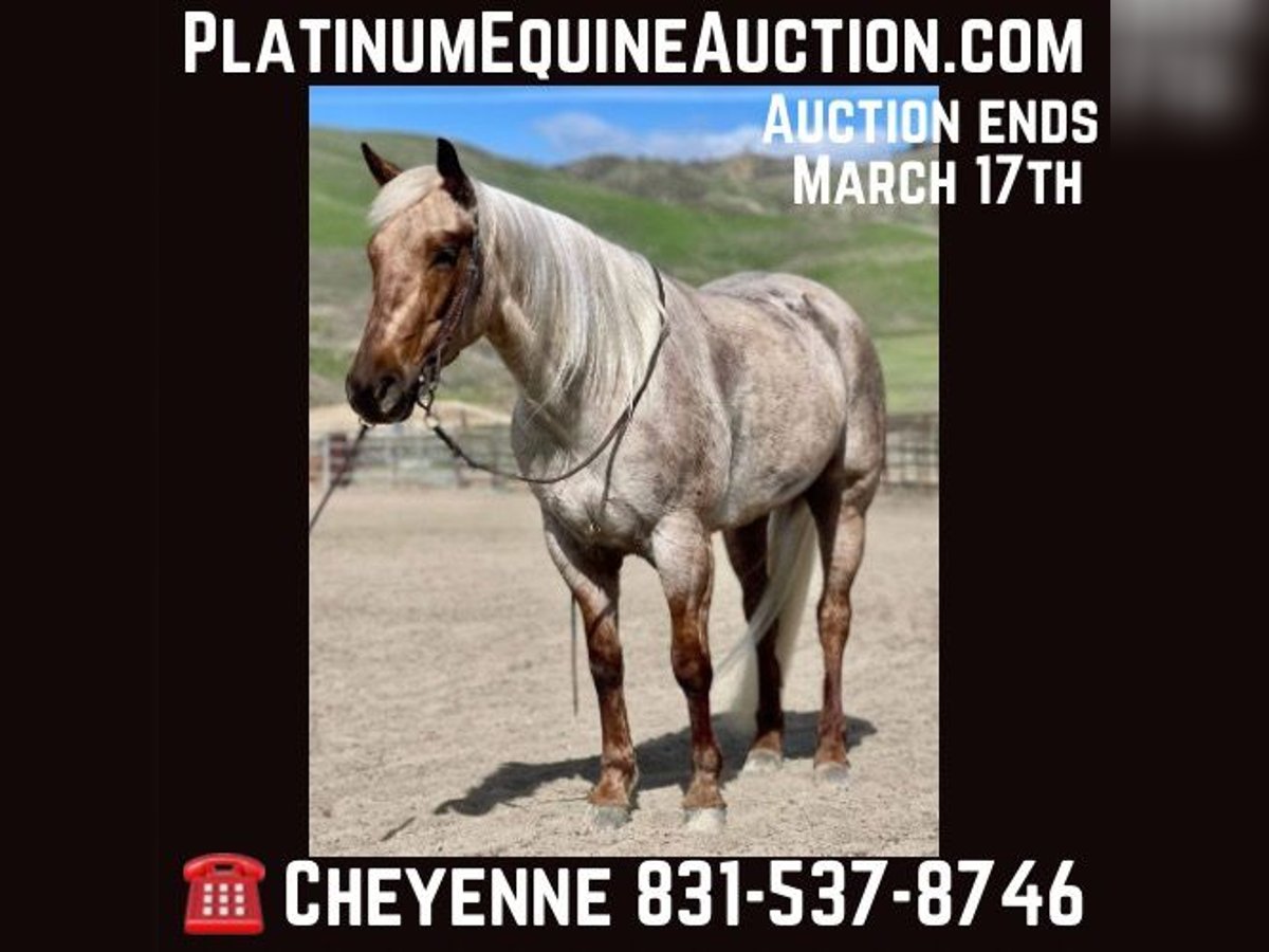 American Quarter Horse Giumenta 5 Anni 150 cm Palomino in Bitterwater CA