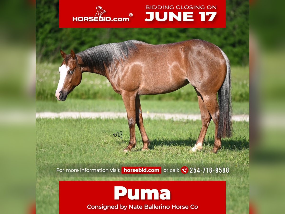 American Quarter Horse Giumenta 5 Anni 150 cm Roano rosso in Waco, TX