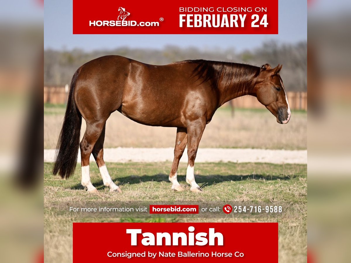 American Quarter Horse Giumenta 5 Anni 150 cm Sauro ciliegia in Waco, TX