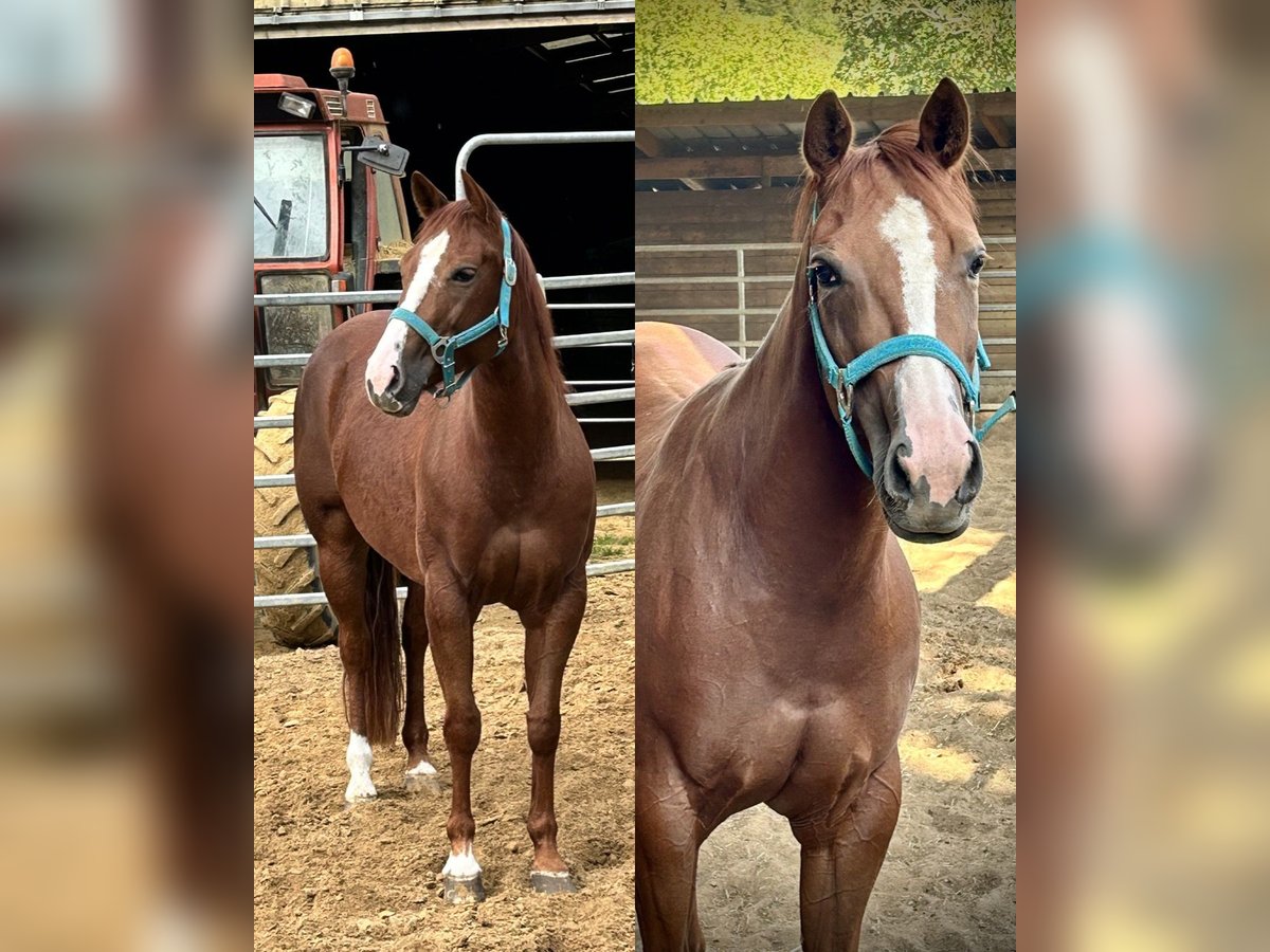 American Quarter Horse Giumenta 5 Anni 150 cm Sauro ciliegia in Marcilly sur Eure