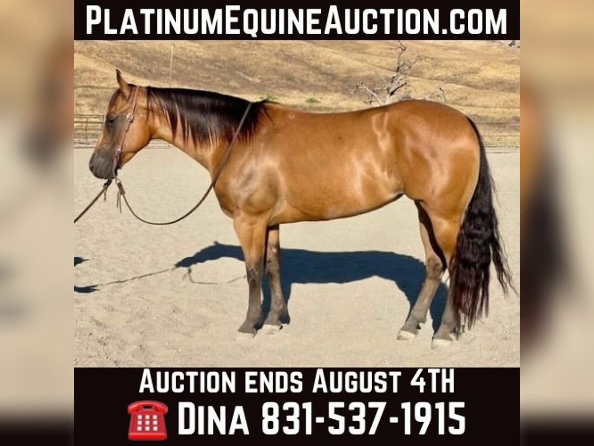 American Quarter Horse Giumenta 5 Anni 152 cm Pelle di daino in Paicines CA