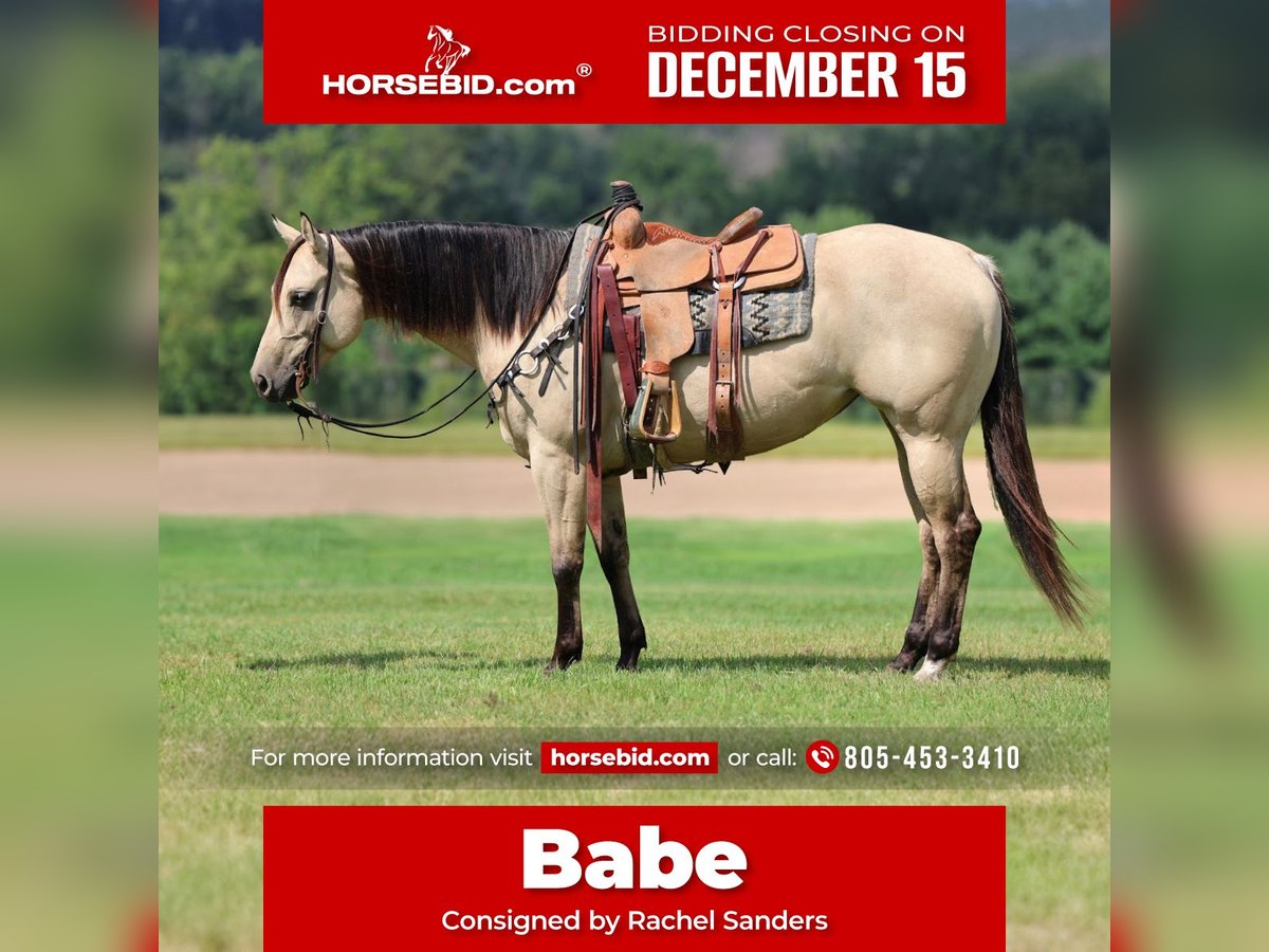 American Quarter Horse Giumenta 5 Anni 152 cm Pelle di daino in Cannon Falls