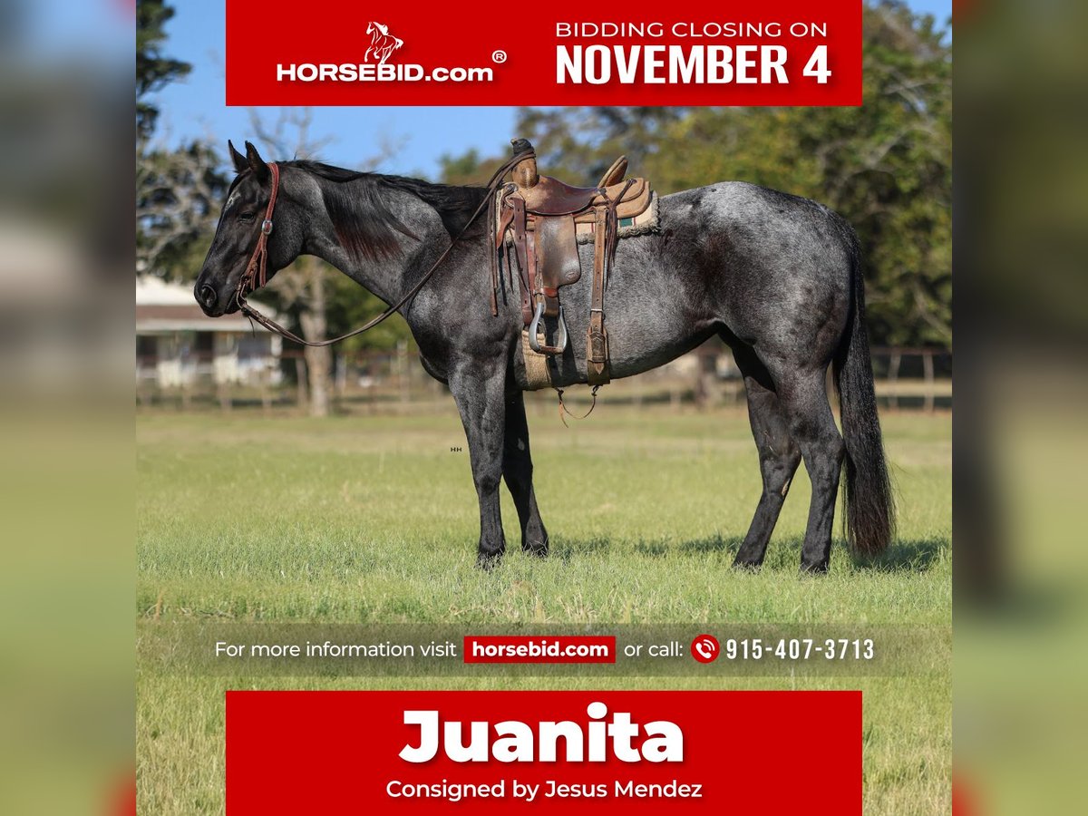 American Quarter Horse Giumenta 5 Anni 152 cm Roano blu in Joshua