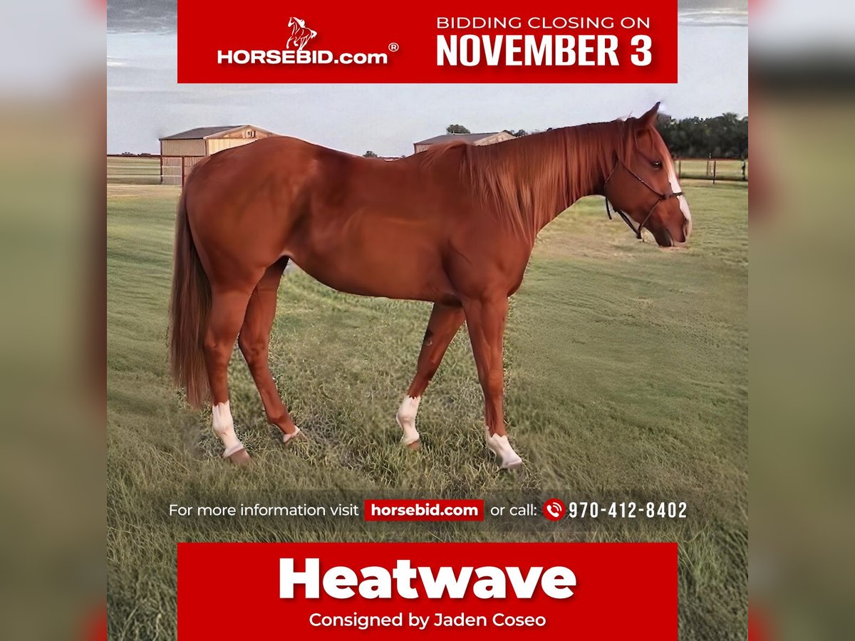 American Quarter Horse Giumenta 5 Anni 152 cm Sauro ciliegia in Loveland, CO American Quarter Horse Giumenta 5 Anni 152 cm Sauro ciliegia in Loveland, CO