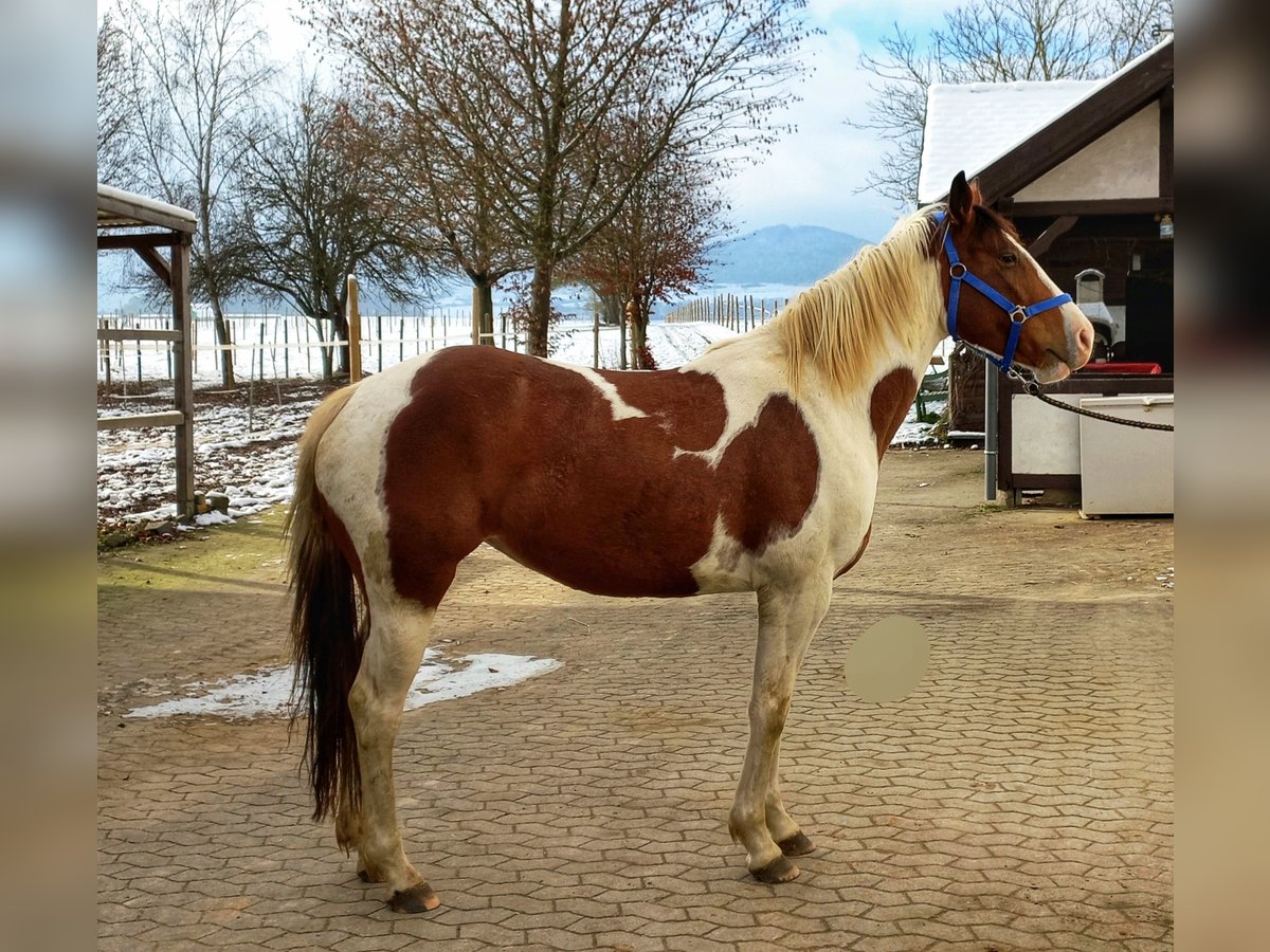 American Quarter Horse Mix Giumenta 5 Anni 153 cm Pezzato in Künzell