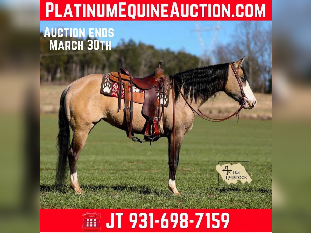 American Quarter Horse Giumenta 5 Anni 155 cm Pelle di daino in Santa Fe, TN