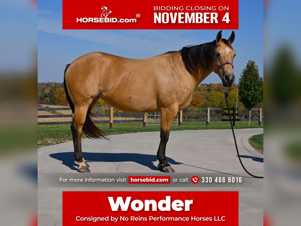 American Quarter Horse Giumenta 5 Anni 155 cm Pelle di daino in Wooster