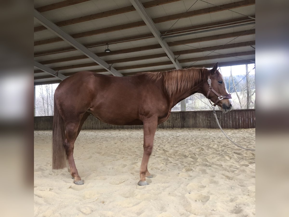 American Quarter Horse Giumenta 5 Anni 160 cm Sauro in Schattendorf