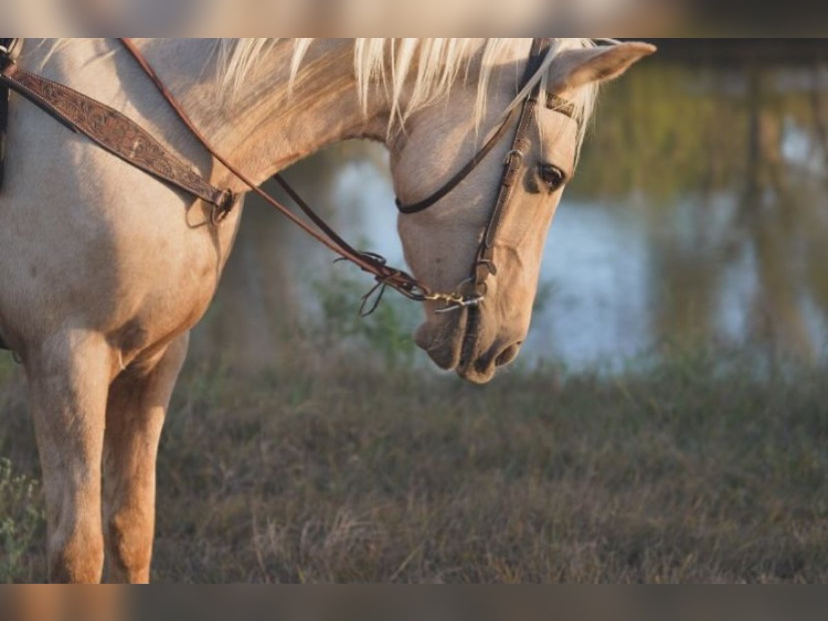 American Quarter Horse Mix Giumenta 5 Anni Palomino in Friendswood