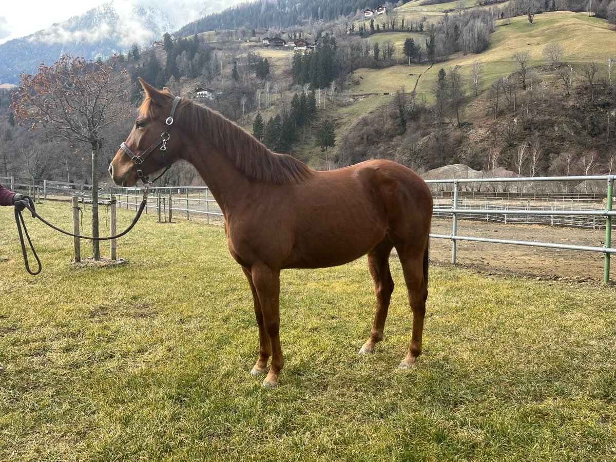 American Quarter Horse Giumenta 5 Anni Sauro in Sankt Leonhard in Passeier