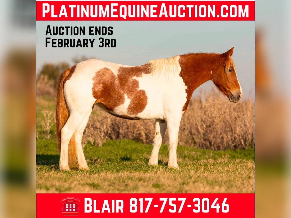 American Quarter Horse Giumenta 6 Anni 145 cm Tobiano-tutti i colori in Weatherford TX