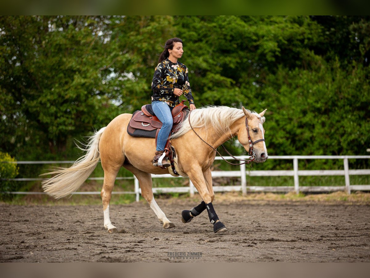 American Quarter Horse Giumenta 6 Anni 146 cm Palomino in Montabaur