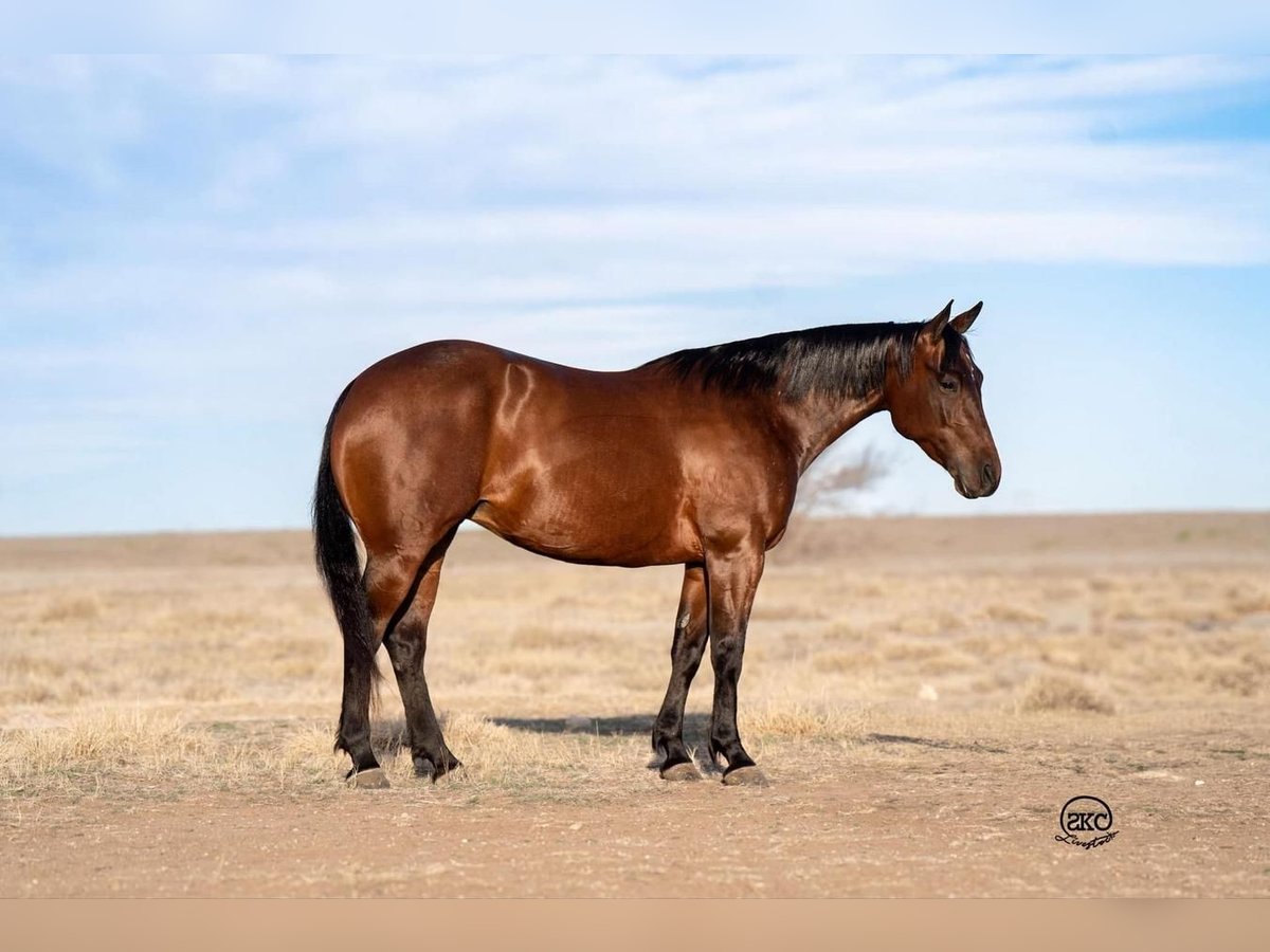 American Quarter Horse Giumenta 6 Anni 147 cm Baio ciliegia in Canyon, TX