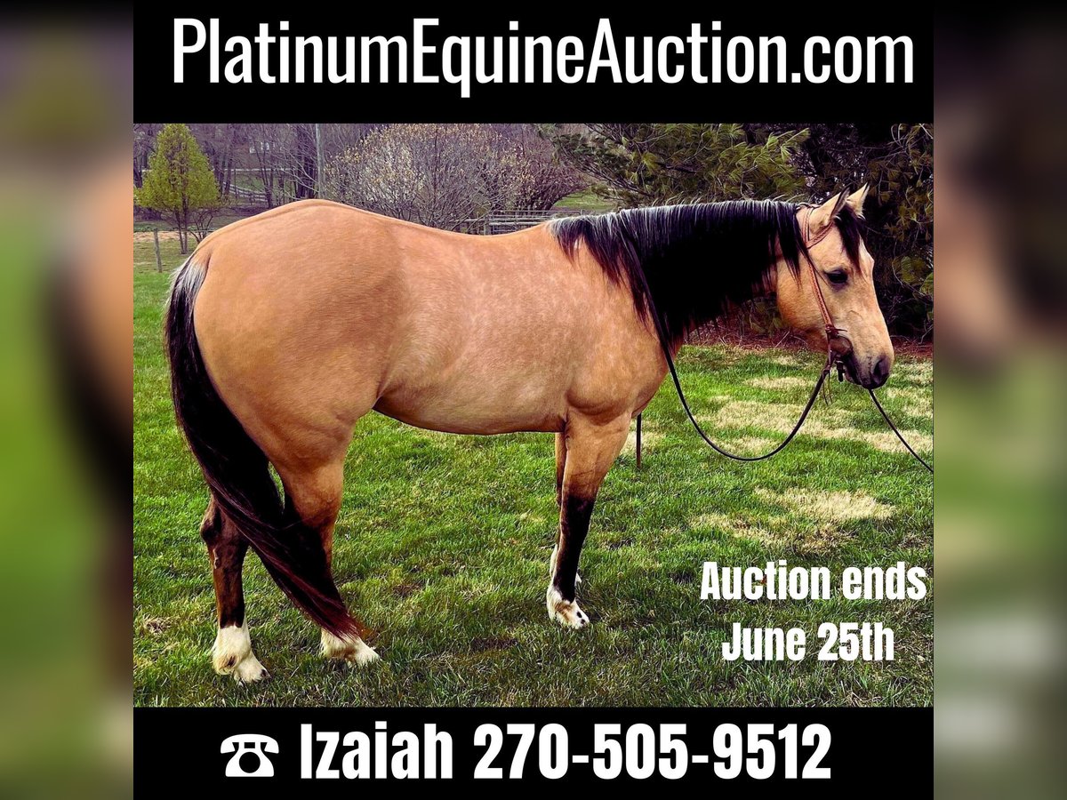 American Quarter Horse Giumenta 6 Anni 147 cm Pelle di daino in Sonora KY