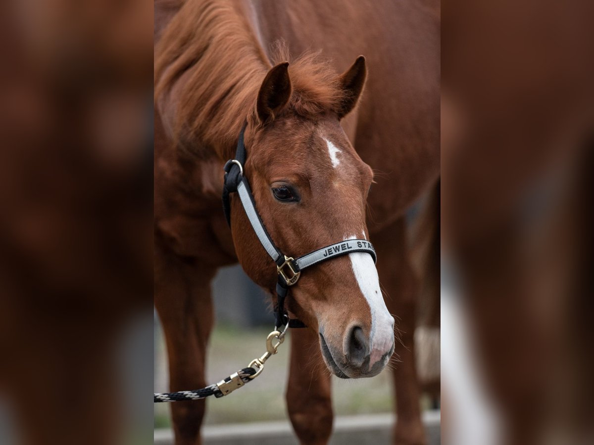 American Quarter Horse Giumenta 6 Anni 148 cm Sauro in Bedburg-Hau