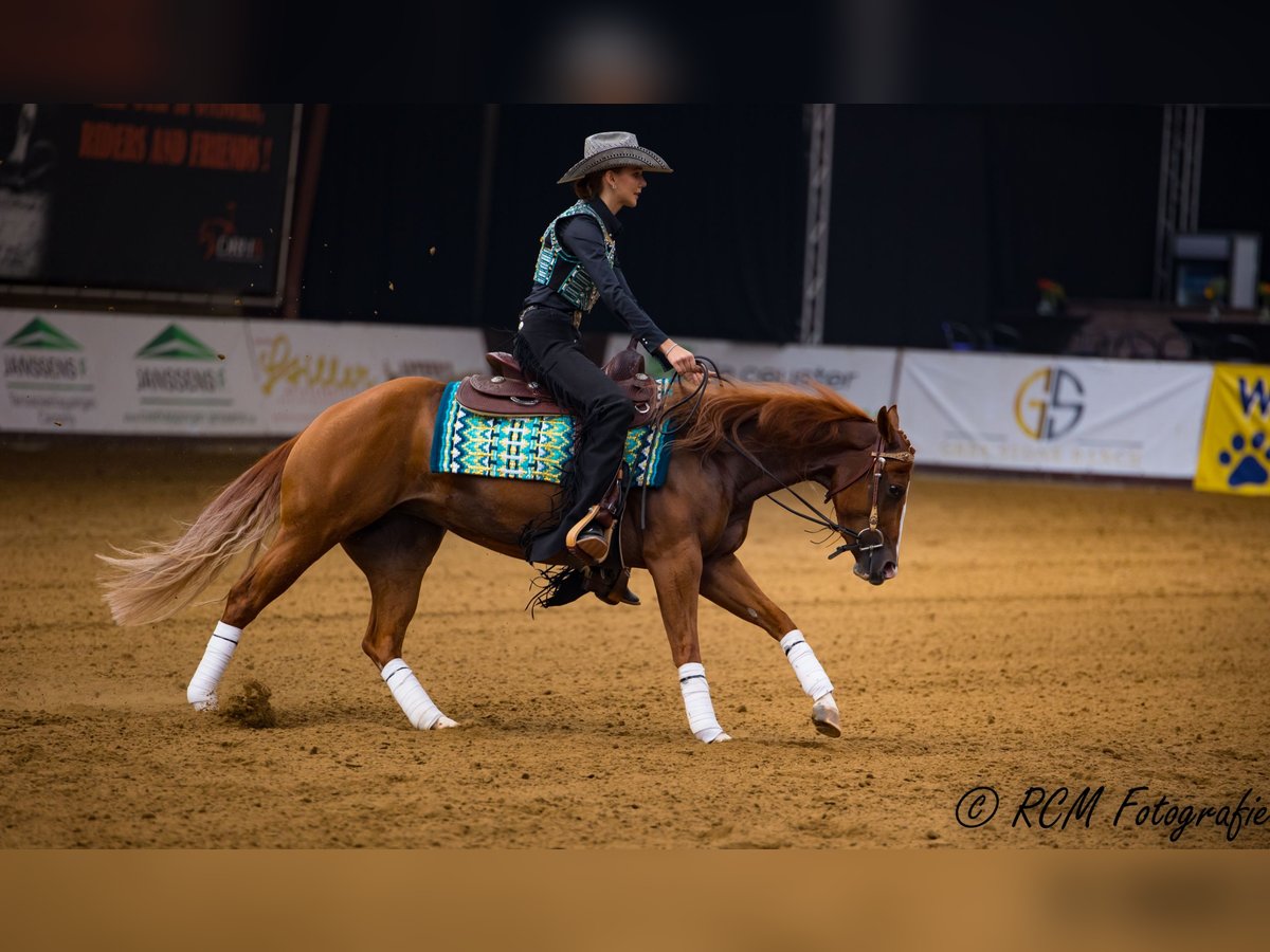 American Quarter Horse Giumenta 6 Anni 149 cm Sauro in Lüdinghausen