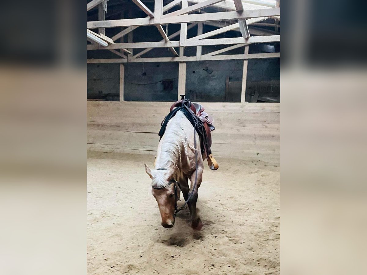 American Quarter Horse Giumenta 6 Anni 150 cm Palomino in Hettenhausen