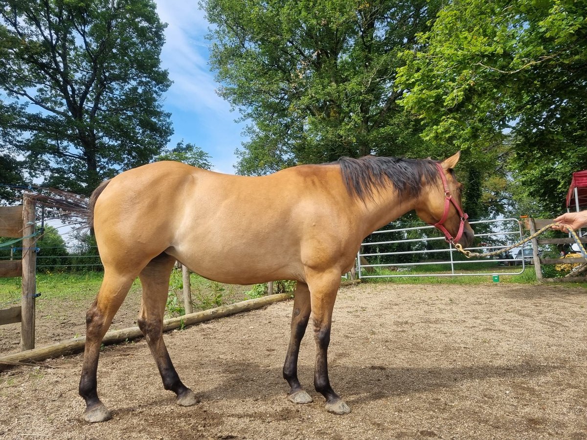 American Quarter Horse Giumenta 6 Anni 150 cm Pelle di daino in Olang