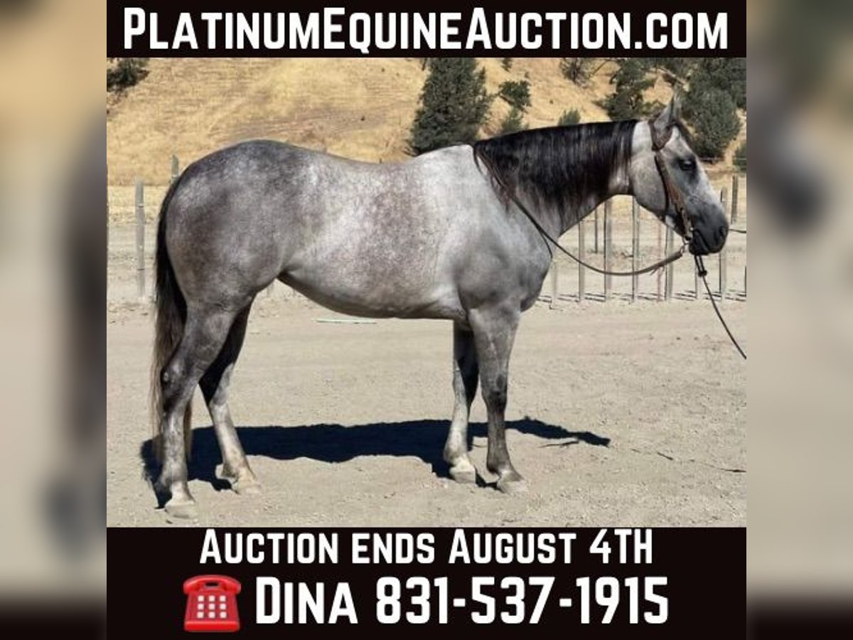 American Quarter Horse Giumenta 6 Anni 152 cm Grigio pezzato in Paicines CA