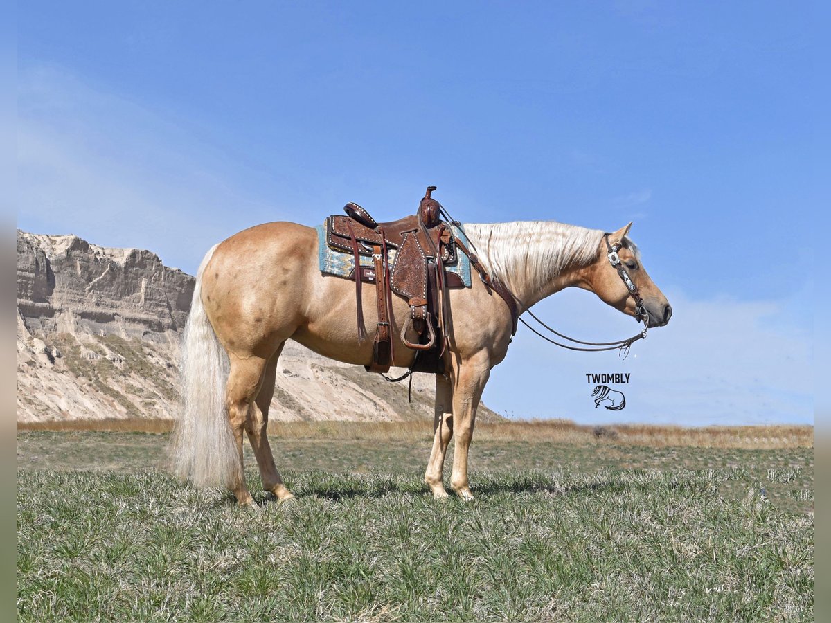 American Quarter Horse Giumenta 6 Anni 152 cm Palomino in Bayard, Nebraska