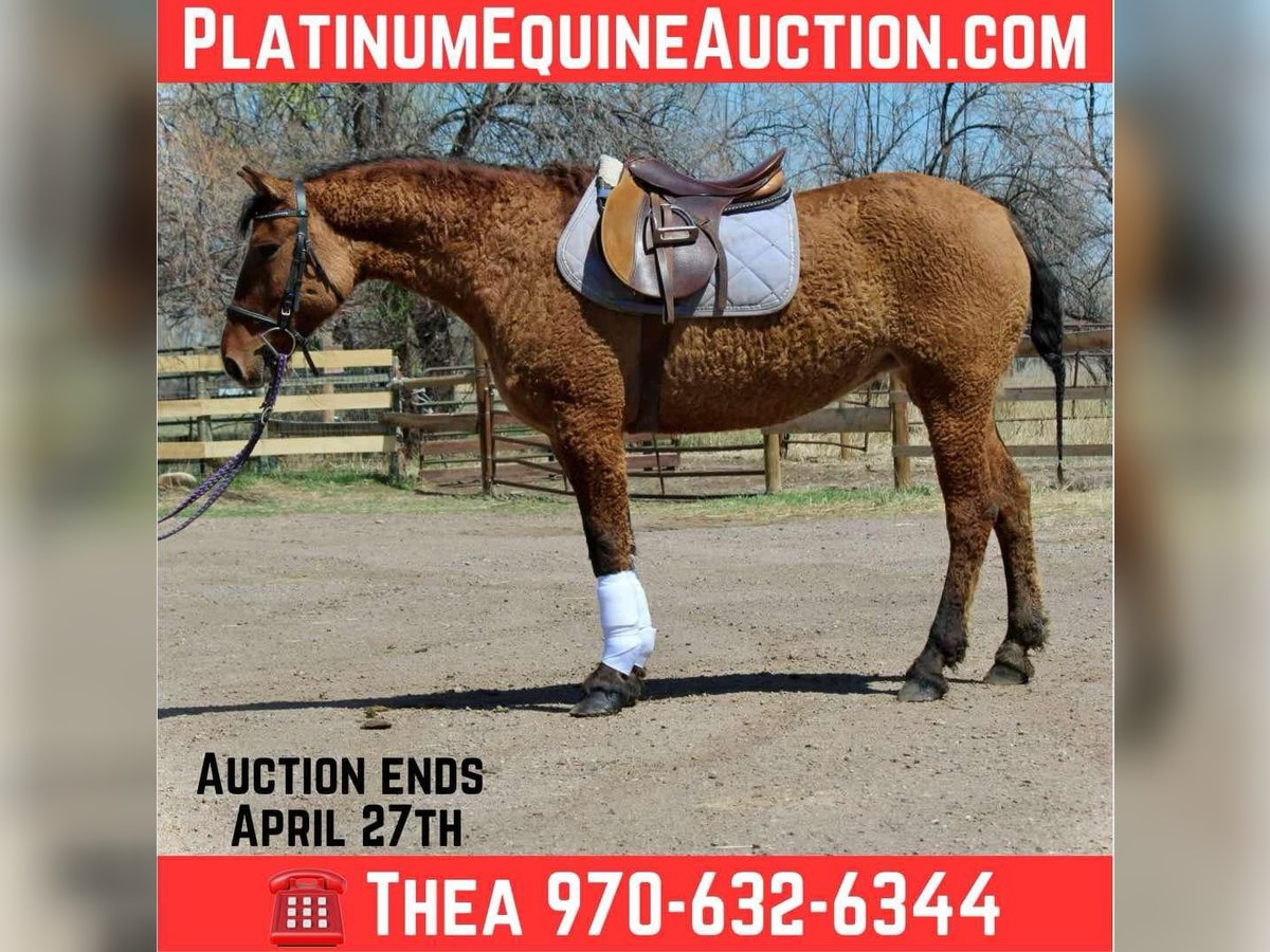 American Quarter Horse Giumenta 6 Anni 152 cm in Fort Collins CO