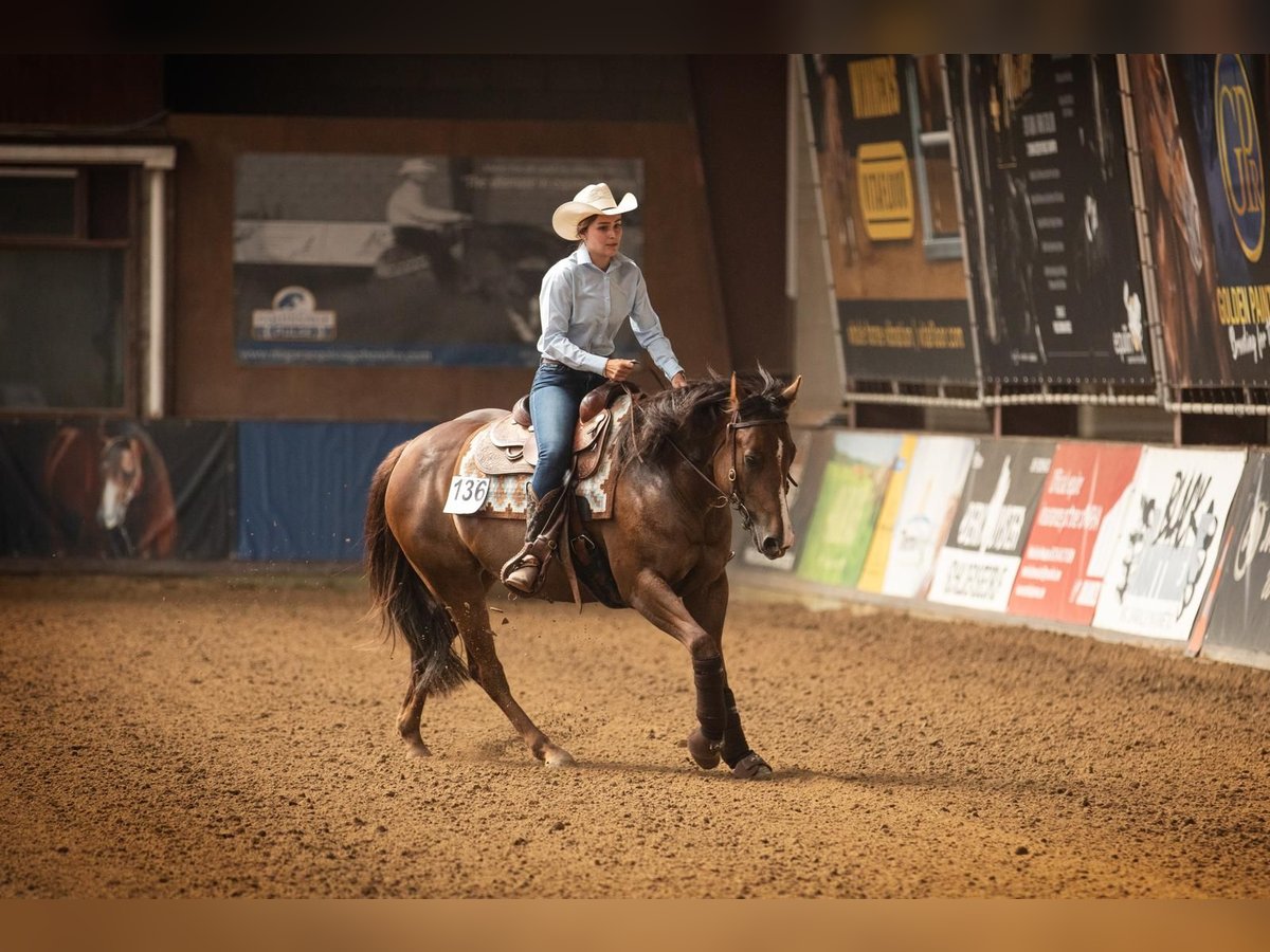 American Quarter Horse Giumenta 6 Anni 152 cm Sauro in BrüggenBrüggen