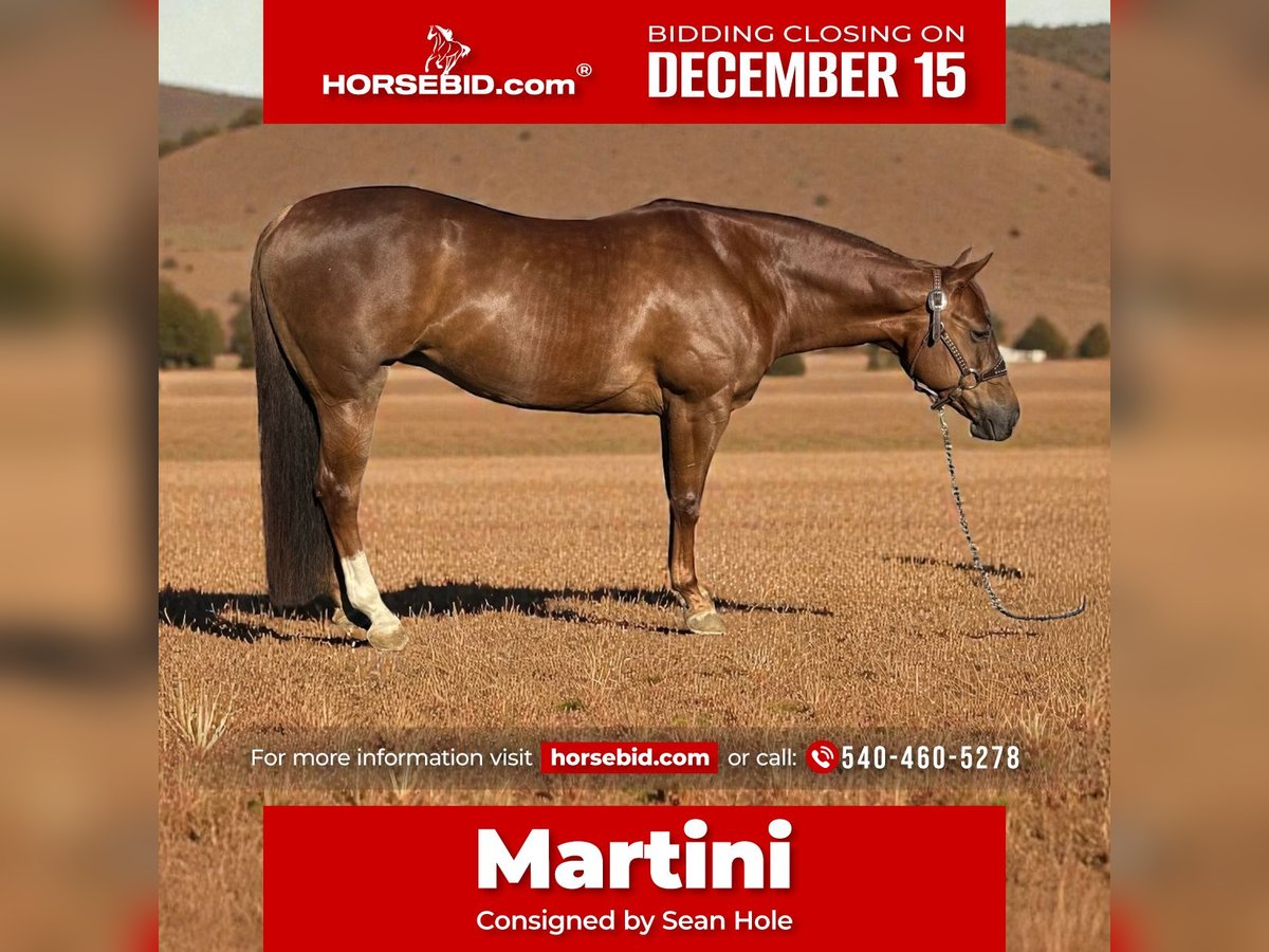 American Quarter Horse Giumenta 6 Anni 152 cm Sauro ciliegia in Staunton