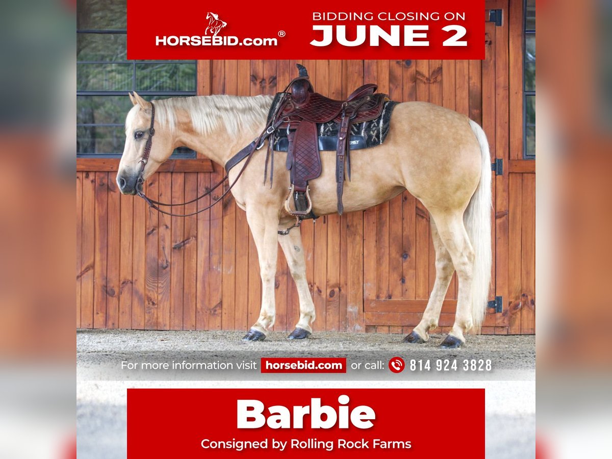 American Quarter Horse Giumenta 6 Anni 157 cm Palomino in Clarion, PA