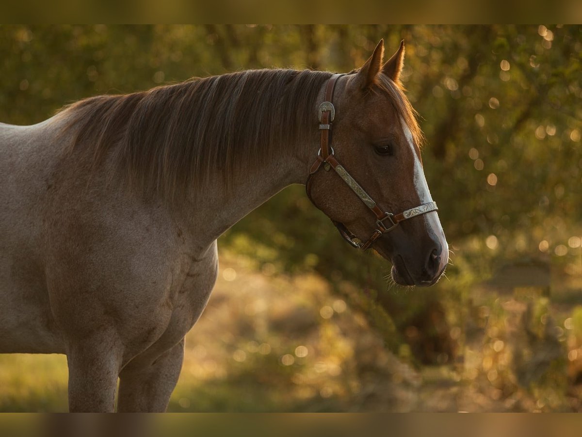 American Quarter Horse Giumenta 6 Anni 160 cm Roano rosso in Illingen