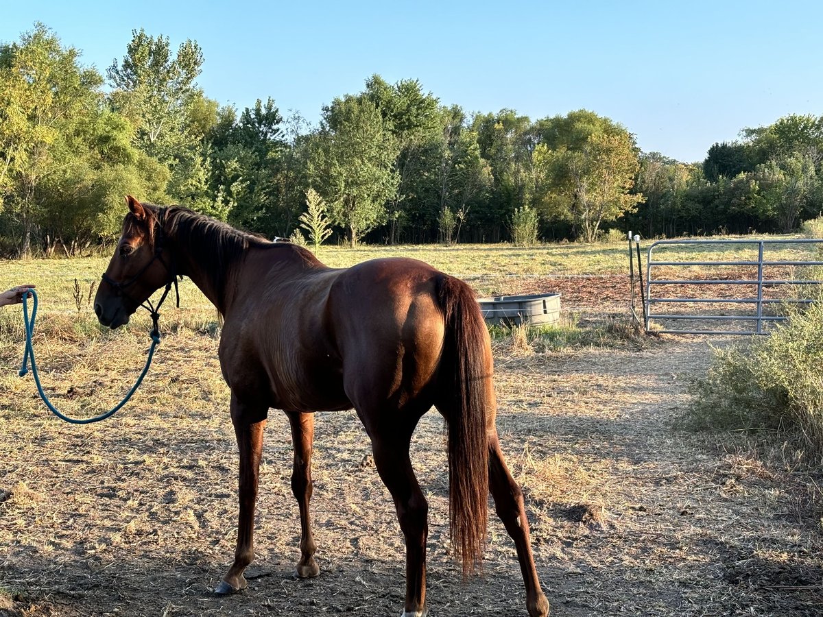 American Quarter Horse Giumenta 6 Anni 163 cm Baio ciliegia in Trimble