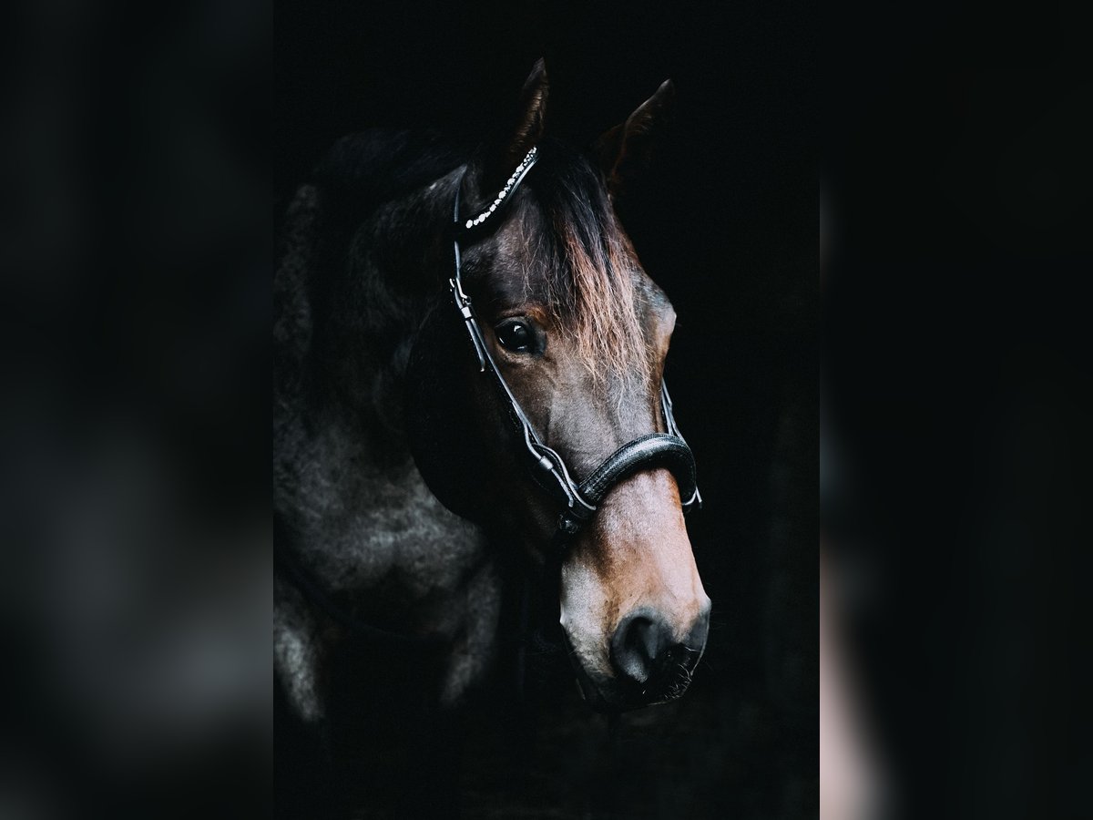 American Quarter Horse Giumenta 6 Anni 163 cm Baio roano in Neudrossenfeld