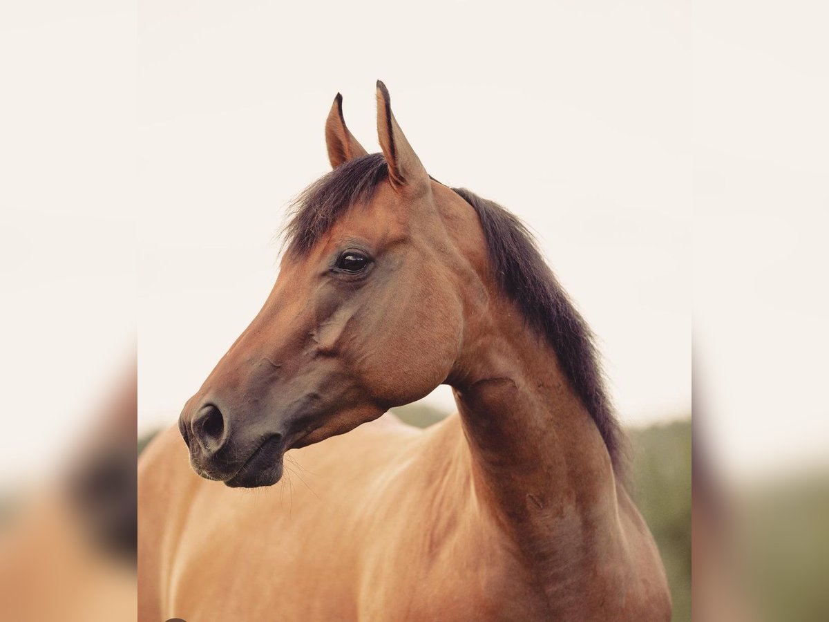 American Quarter Horse Giumenta 6 Anni Falbo in PongratzenEibiswald