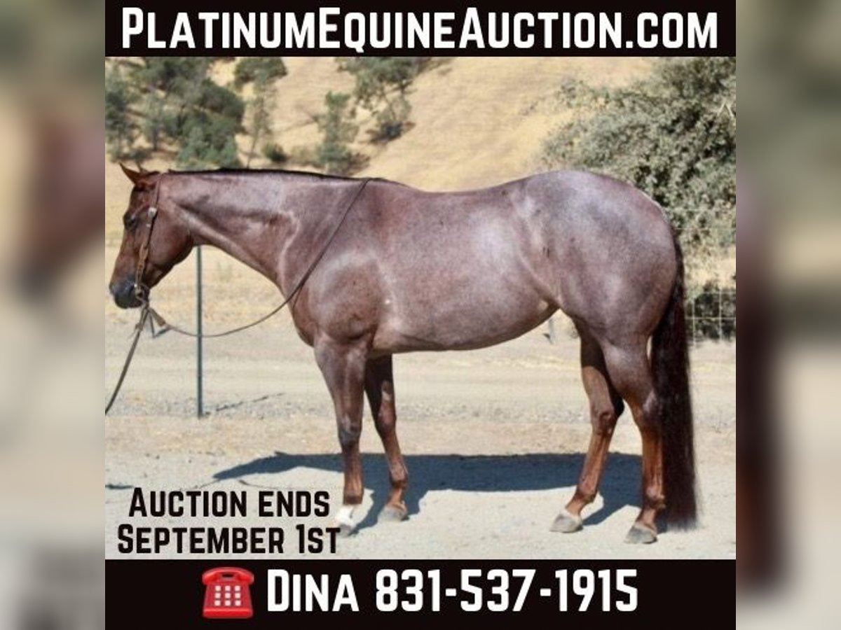 American Quarter Horse Giumenta 6 Anni Roano rosso in Paicines CA