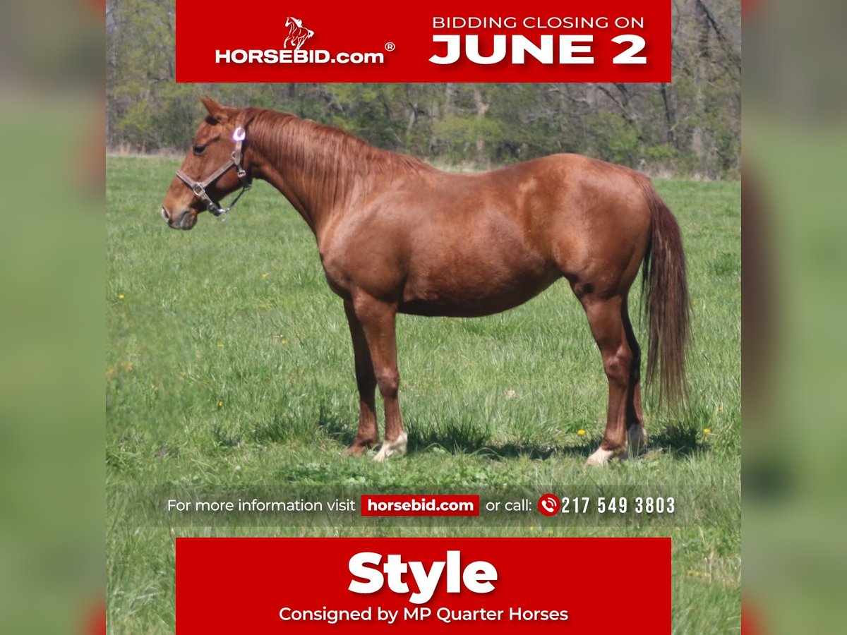 American Quarter Horse Giumenta 7 Anni 145 cm Sauro ciliegia in Brownstown, IL