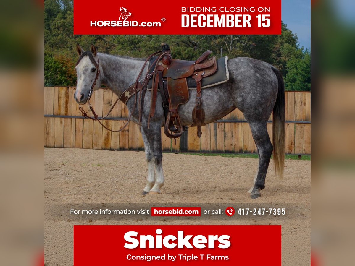 American Quarter Horse Giumenta 7 Anni 147 cm Grigio in Summersville