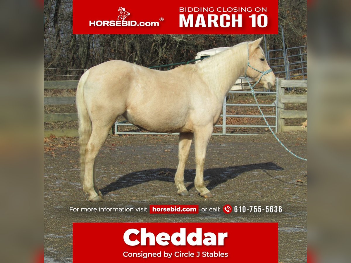 American Quarter Horse Giumenta 7 Anni 147 cm Palomino in Burgettstown, PA