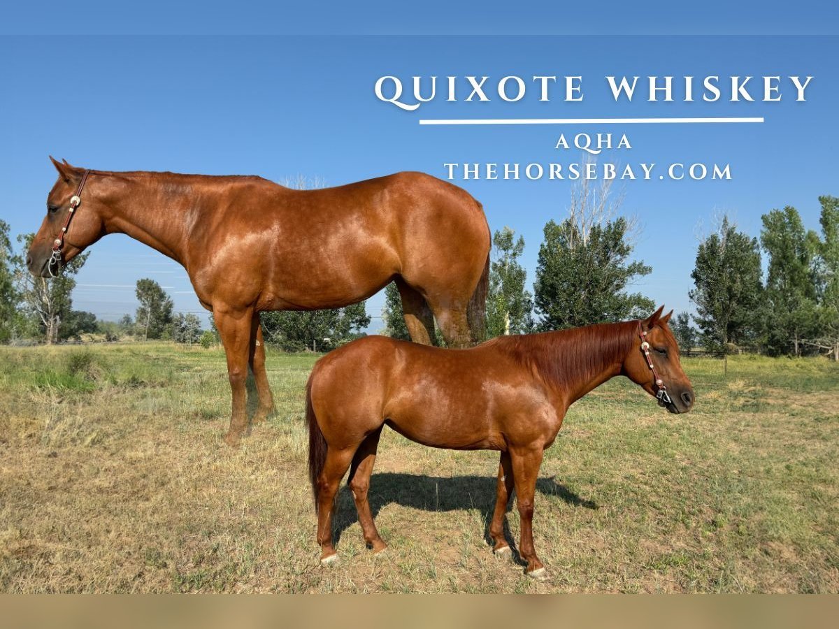 American Quarter Horse Giumenta 7 Anni 147 cm Sauro ciliegia in Fort Collins, CO